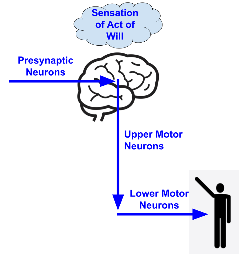 Free Will And Determinism A Philosopher S View
