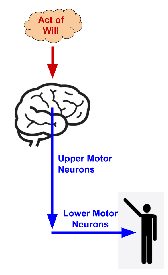 Free Will and Determinism | A Philosopher's View